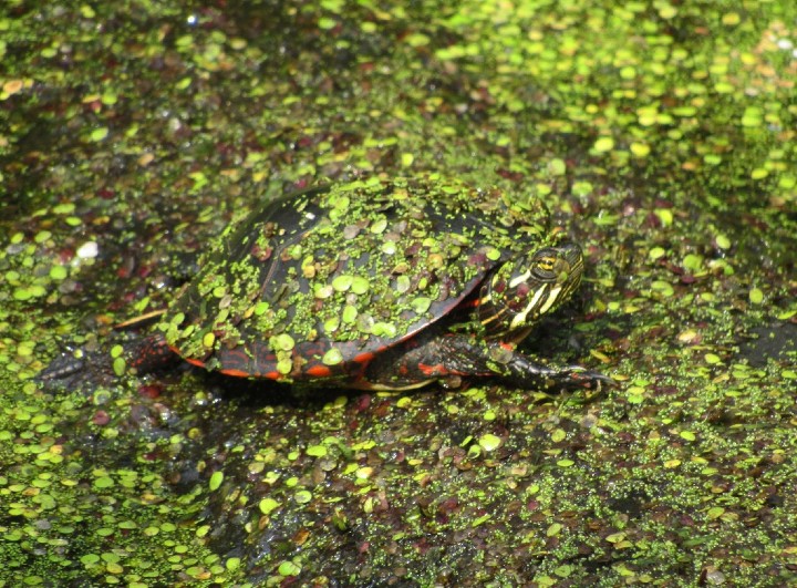 Midland Painted Turtle